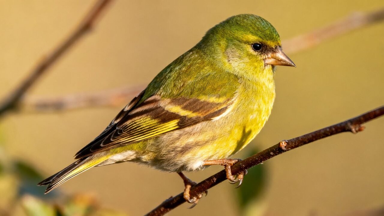 Un oiseau verdâtre perché sur une branche verte.